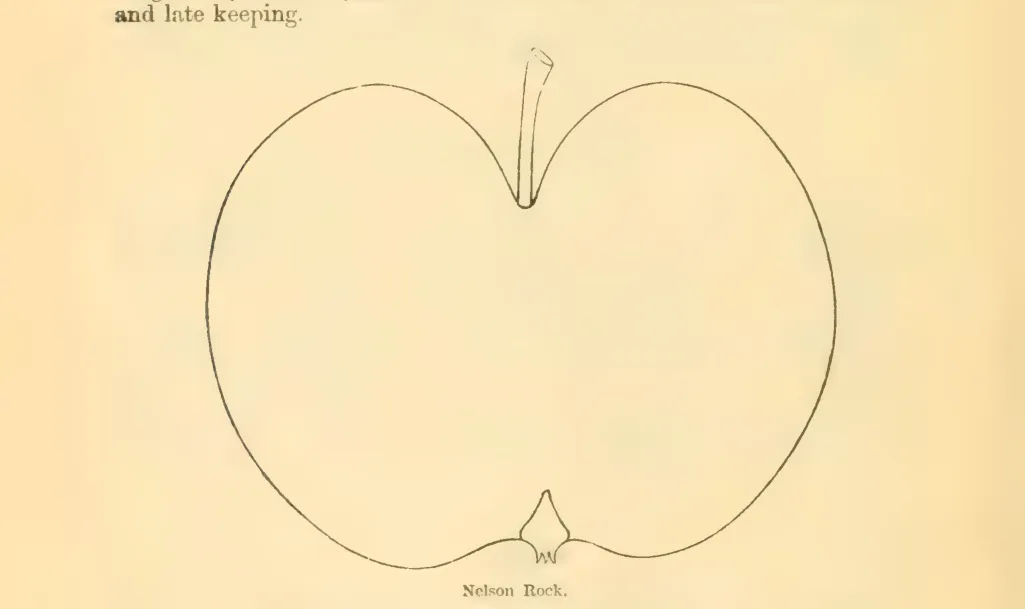 Illustration from Downing, Fruits and Fruit Trees of America (1900)