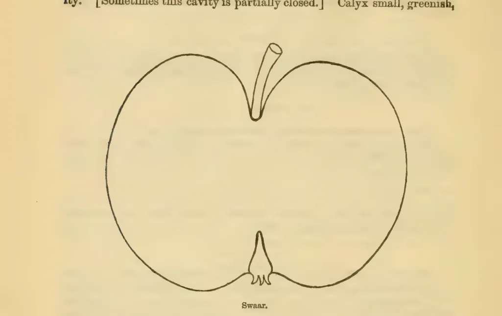 Illustration from Downing, Fruits and Fruit Trees of America (1900)