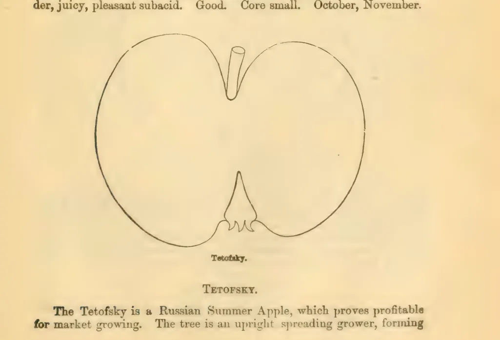 Illustration from Downing, Fruits and Fruit Trees of America (1900)