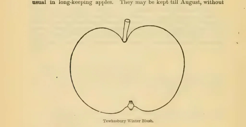 Illustration from Downing, Fruits and Fruit Trees of America (1900)
