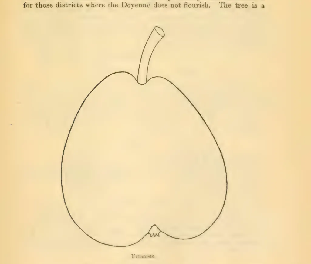 Illustration from Downing, Fruits and Fruit Trees of America (1900)