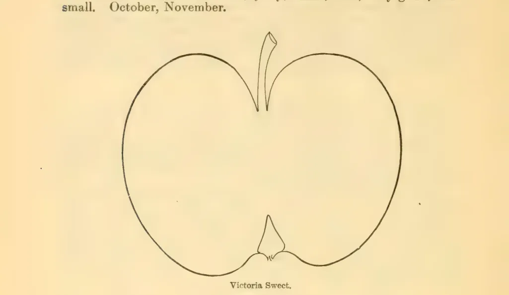 Illustration from Downing, Fruits and Fruit Trees of America (1900)