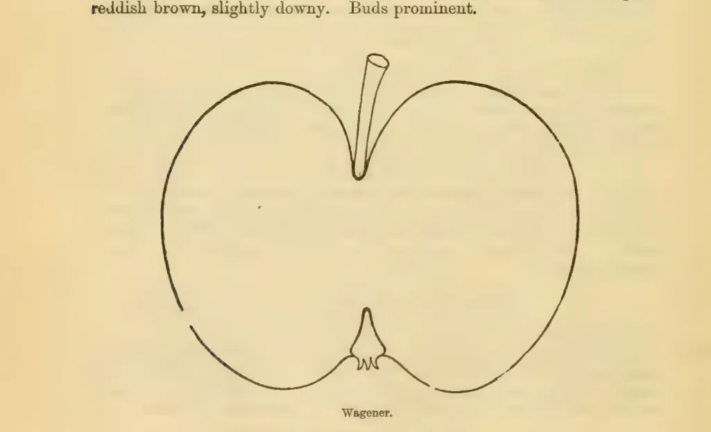 Illustration from Downing, Fruits and Fruit Trees of America (1900)