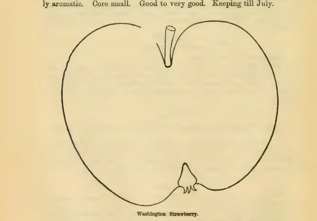 Illustration from Downing, Fruits and Fruit Trees of America (1900)