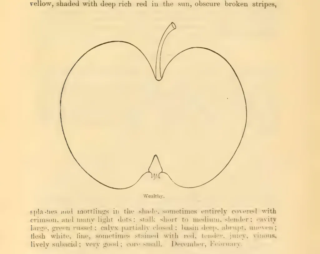 Illustration from Downing, Fruits and Fruit Trees of America (1900)