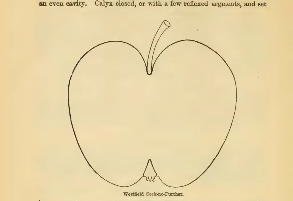 Illustration from Downing, Fruits and Fruit Trees of America (1900)