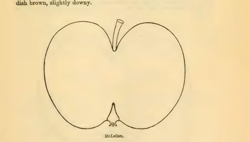 Illustration of Whieldon