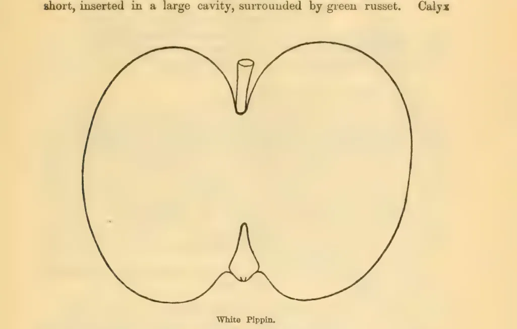 Illustration from Downing, Fruits and Fruit Trees of America (1900)
