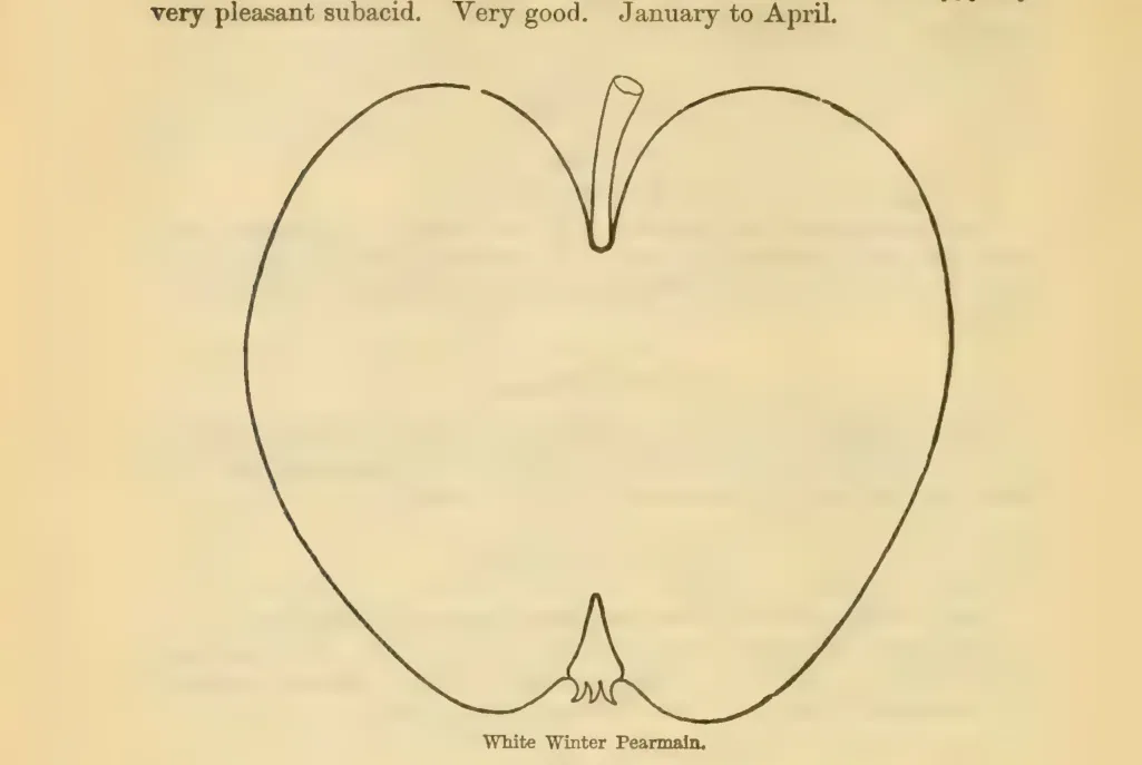 Illustration from Downing, Fruits and Fruit Trees of America (1900)