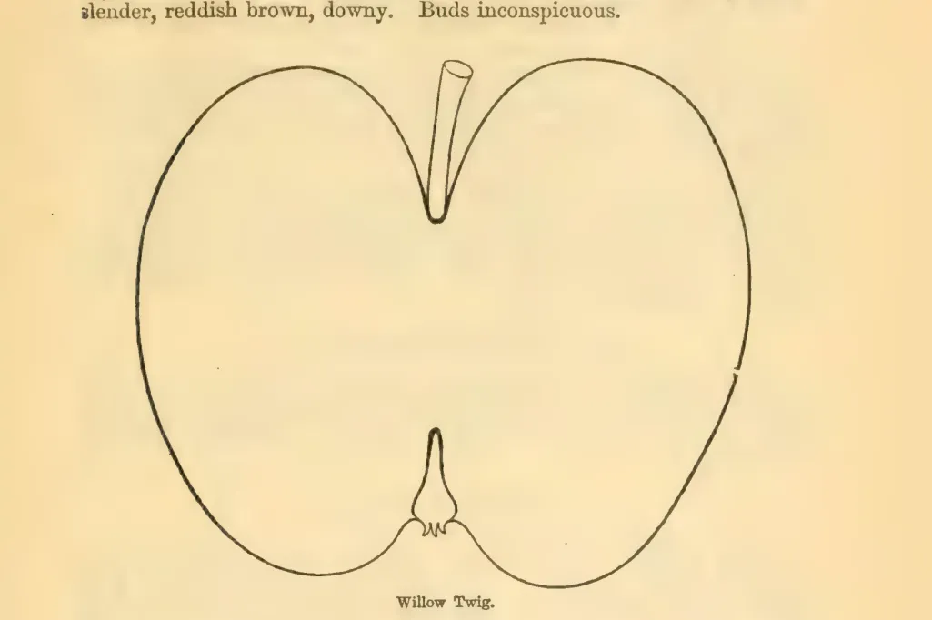 Illustration from Downing, Fruits and Fruit Trees of America (1900)