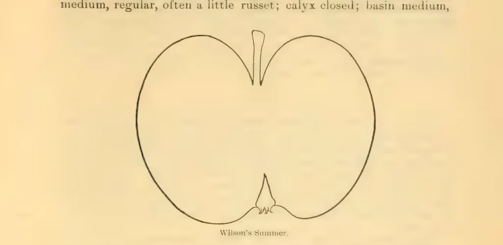 Illustration of Wilson's Summer