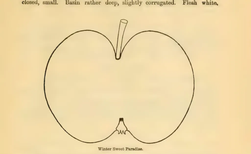 Illustration from Downing, Fruits and Fruit Trees of America (1900)