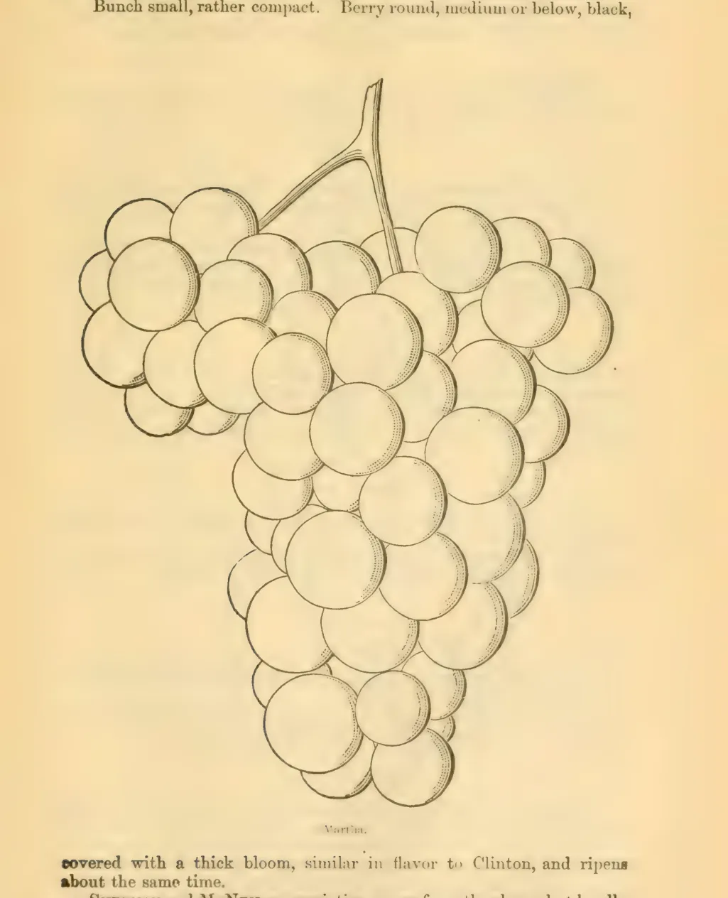 Illustration from Downing, Fruits and Fruit Trees of America (1900)