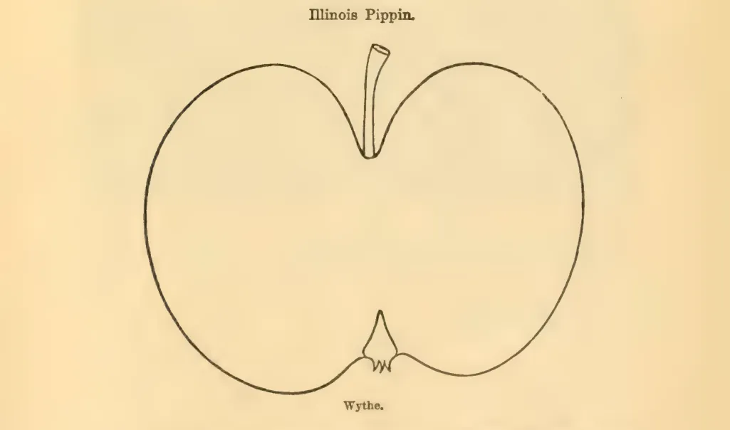 Illustration from Downing, Fruits and Fruit Trees of America (1900)
