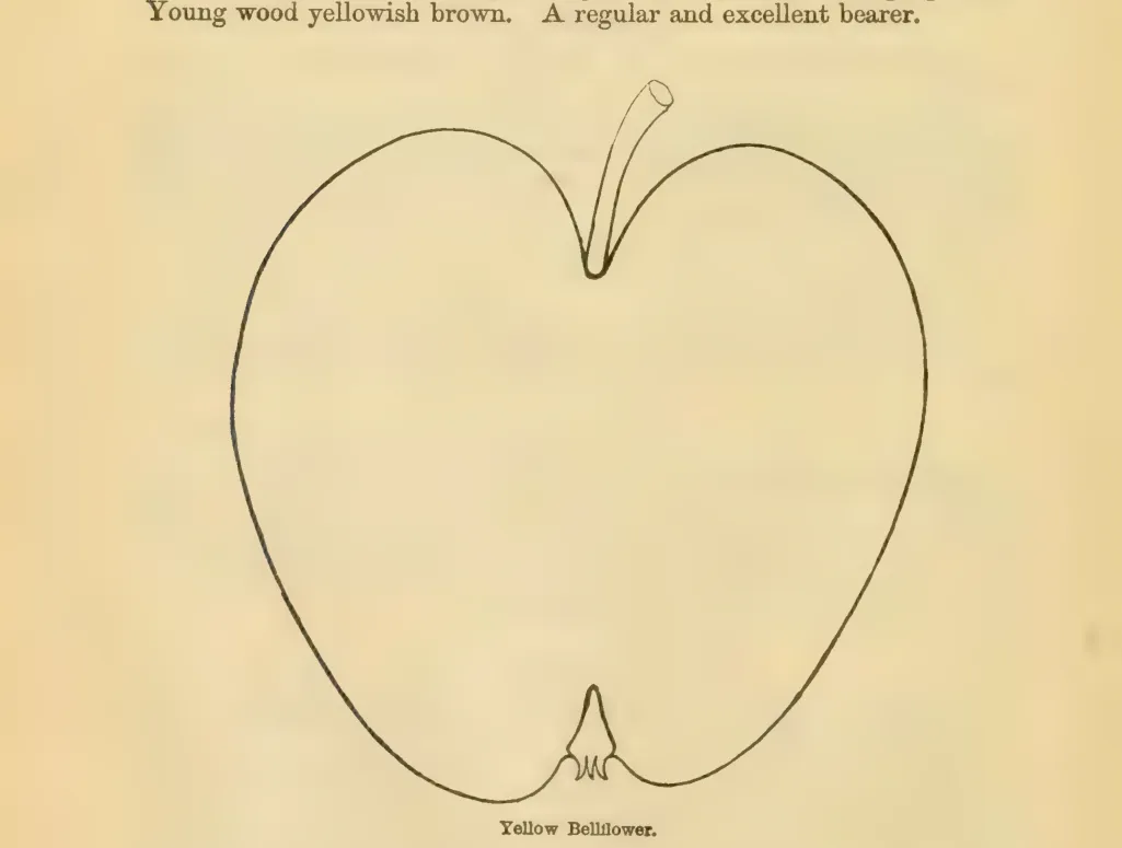 Illustration from Downing, Fruits and Fruit Trees of America (1900)
