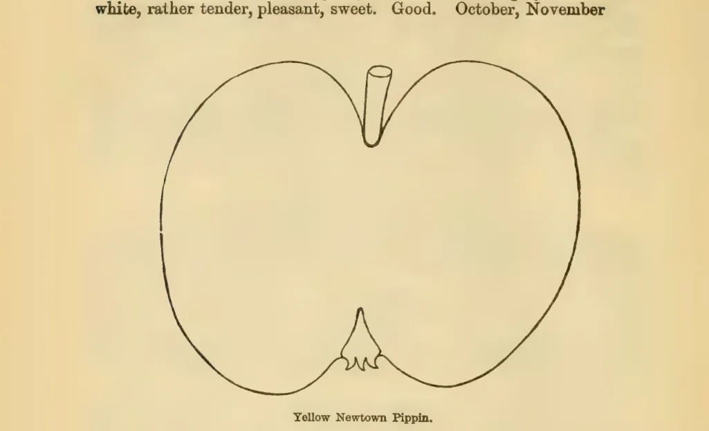 Illustration from Downing, Fruits and Fruit Trees of America (1900)