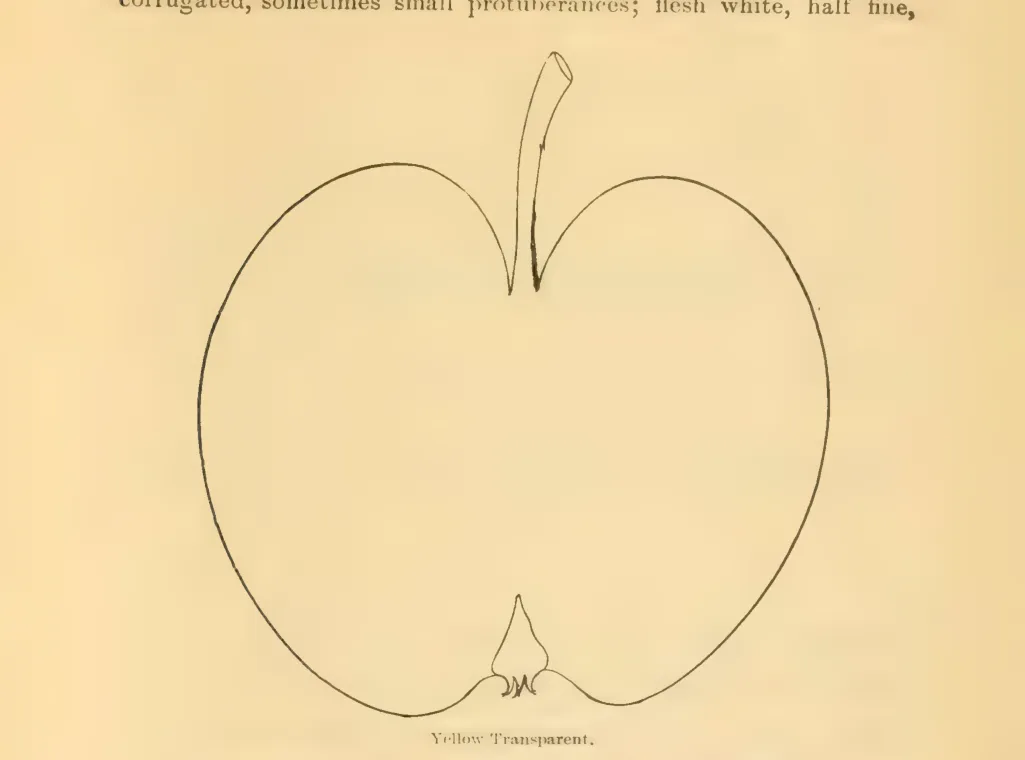 Illustration from Downing, Fruits and Fruit Trees of America (1900)