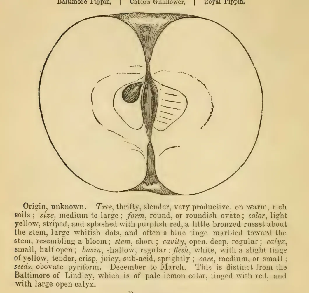 Illustration from Elliott, The Western Fruit Book (1865)