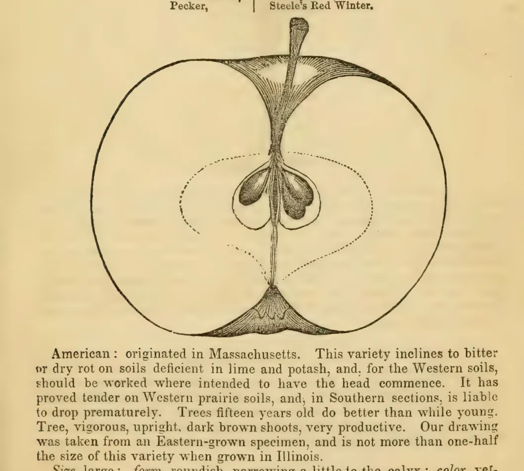 Illustration from Elliott, The Western Fruit Book (1865)