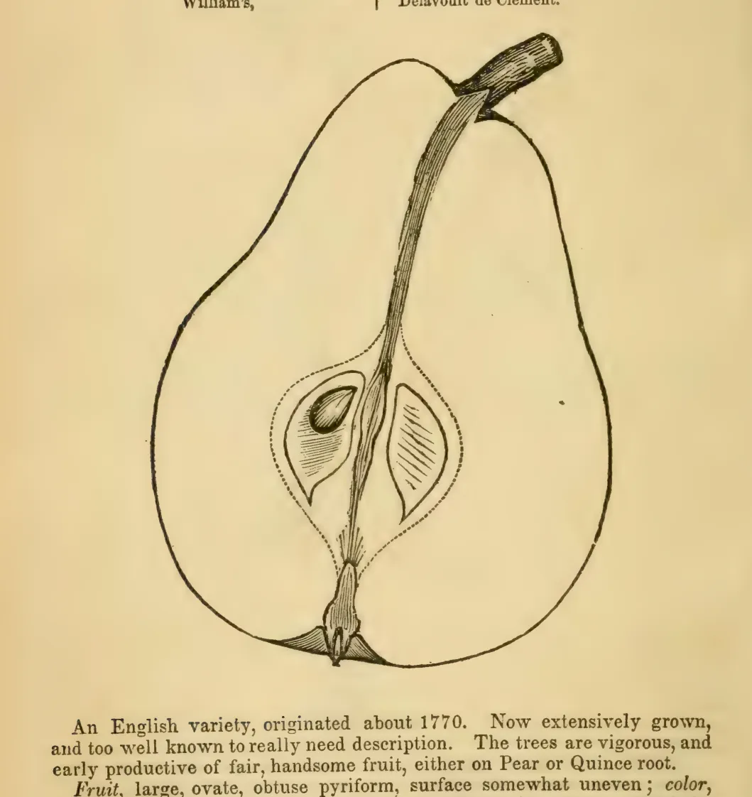 Illustration from Elliott, The Western Fruit Book (1865)