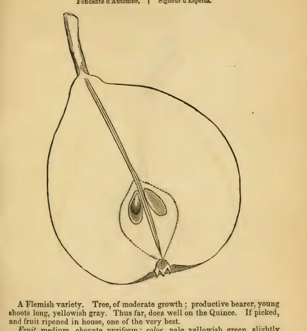 Illustration from Elliott, The Western Fruit Book (1865)