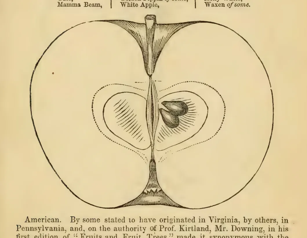 Illustration from Elliott, The Western Fruit Book (1865)