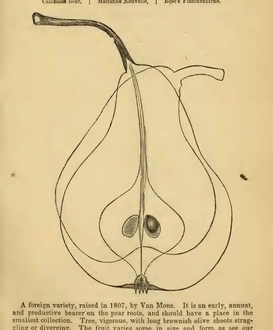 Illustration from Elliott, The Western Fruit Book (1865)