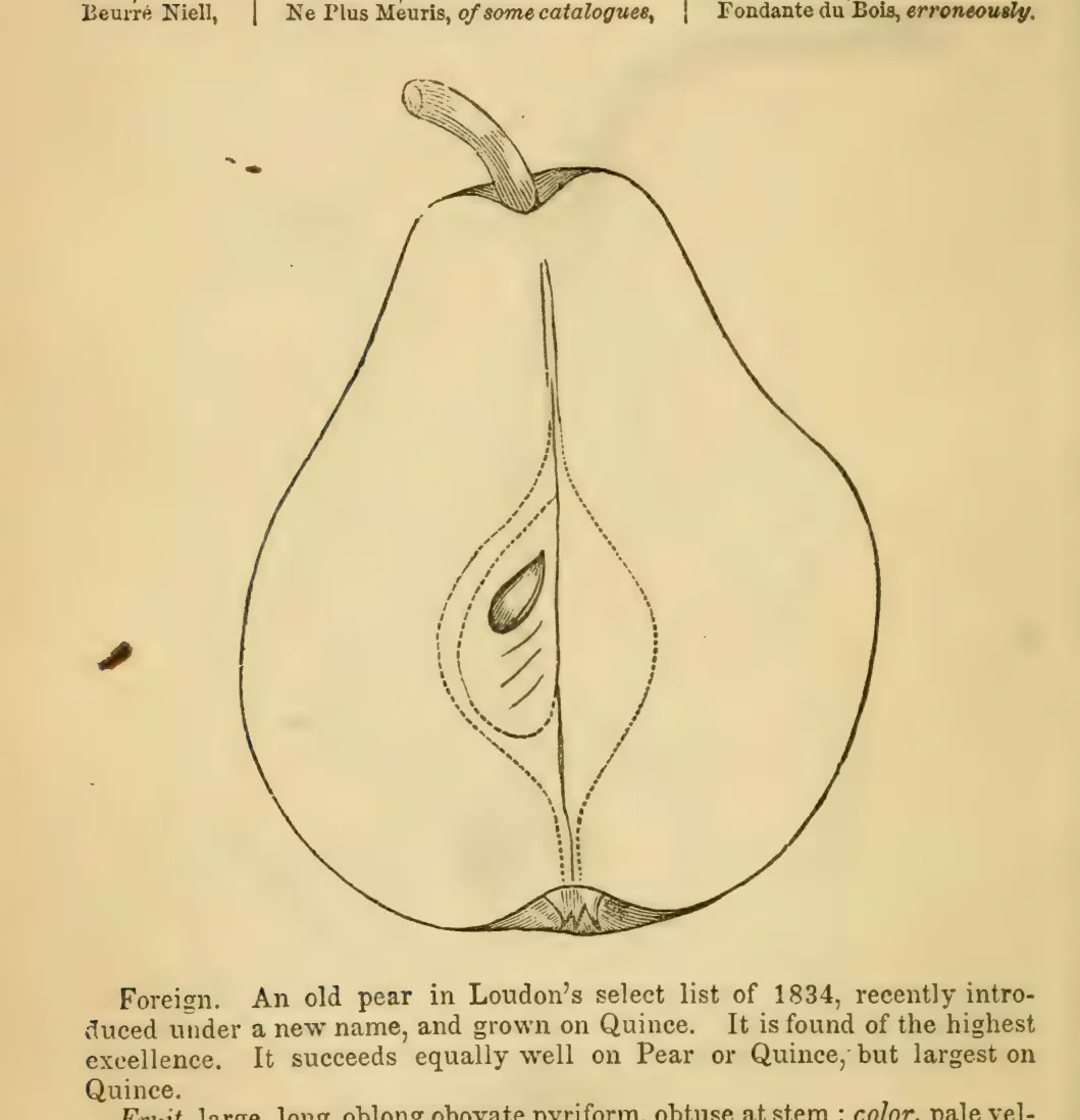 Illustration from Elliott, The Western Fruit Book (1865)