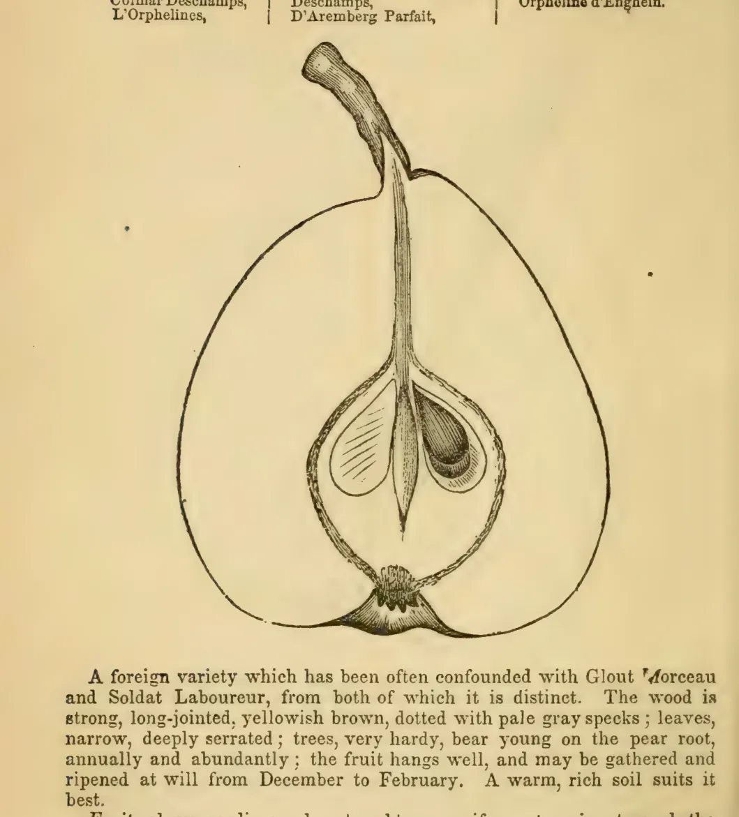 Illustration from Elliott, The Western Fruit Book (1865)