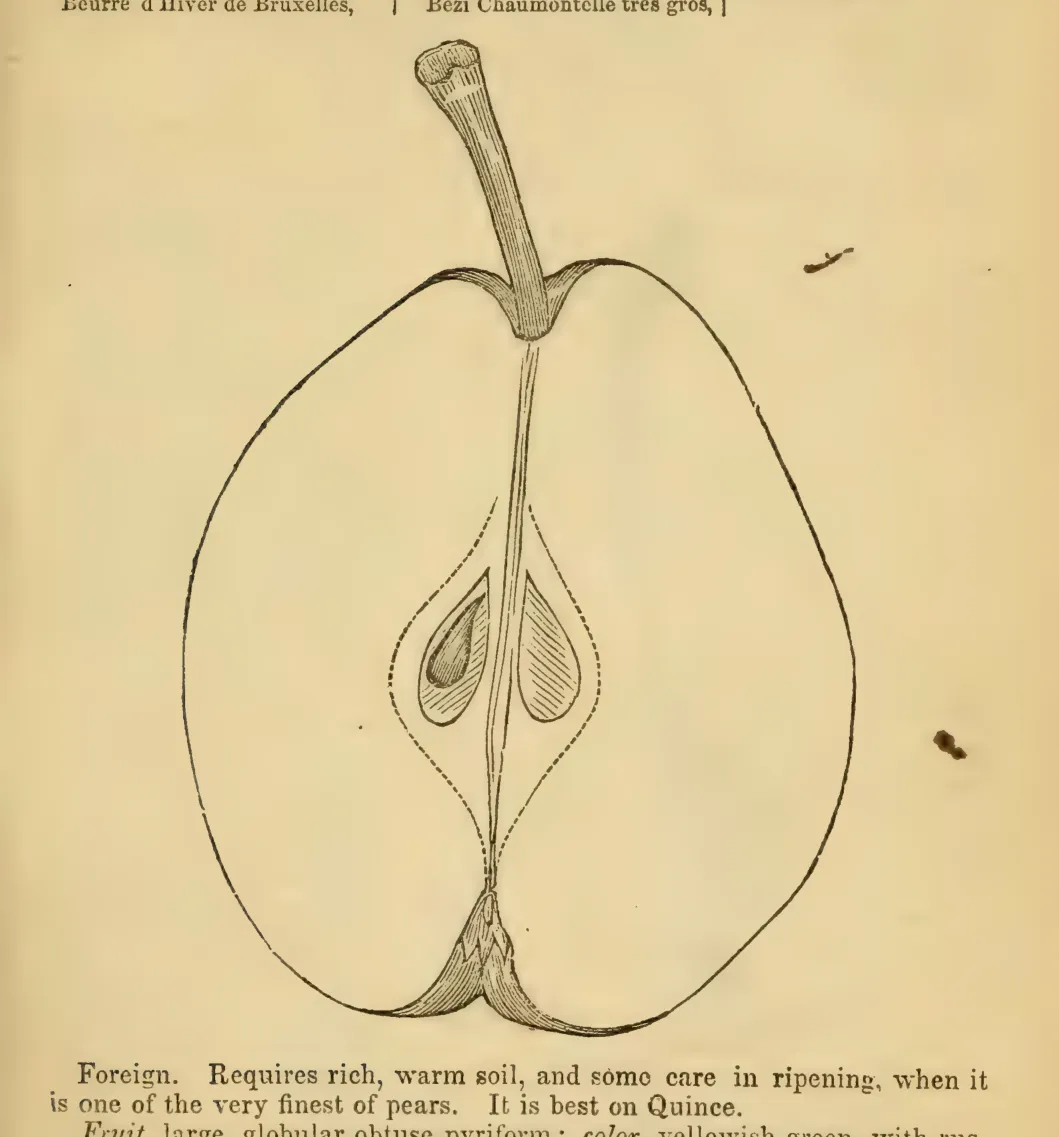 Illustration from Elliott, The Western Fruit Book (1865)