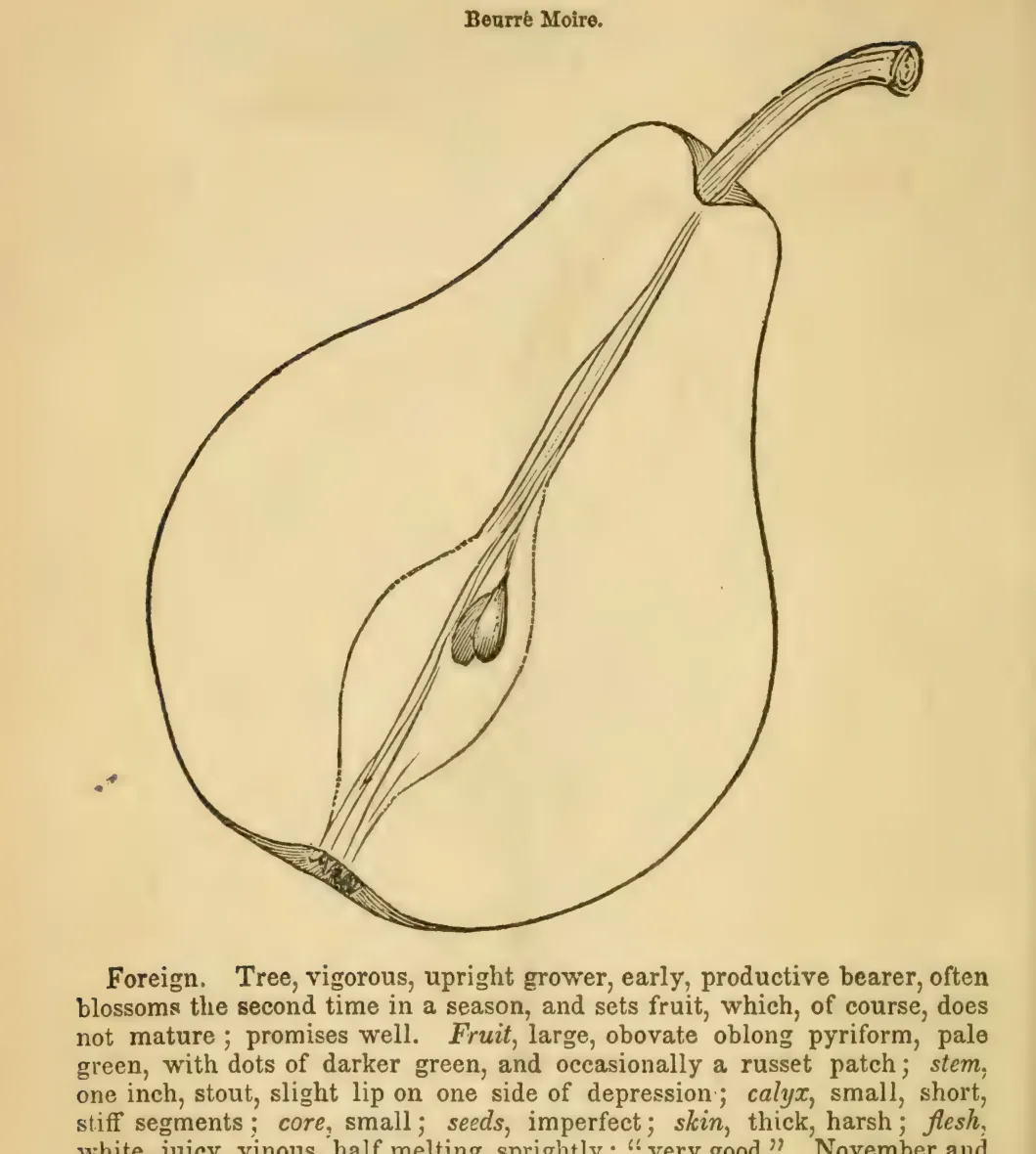 Illustration from Elliott, The Western Fruit Book (1865)