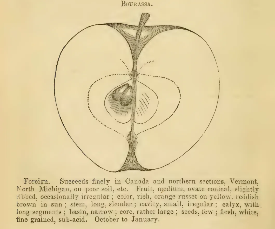 Illustration of Bourassa