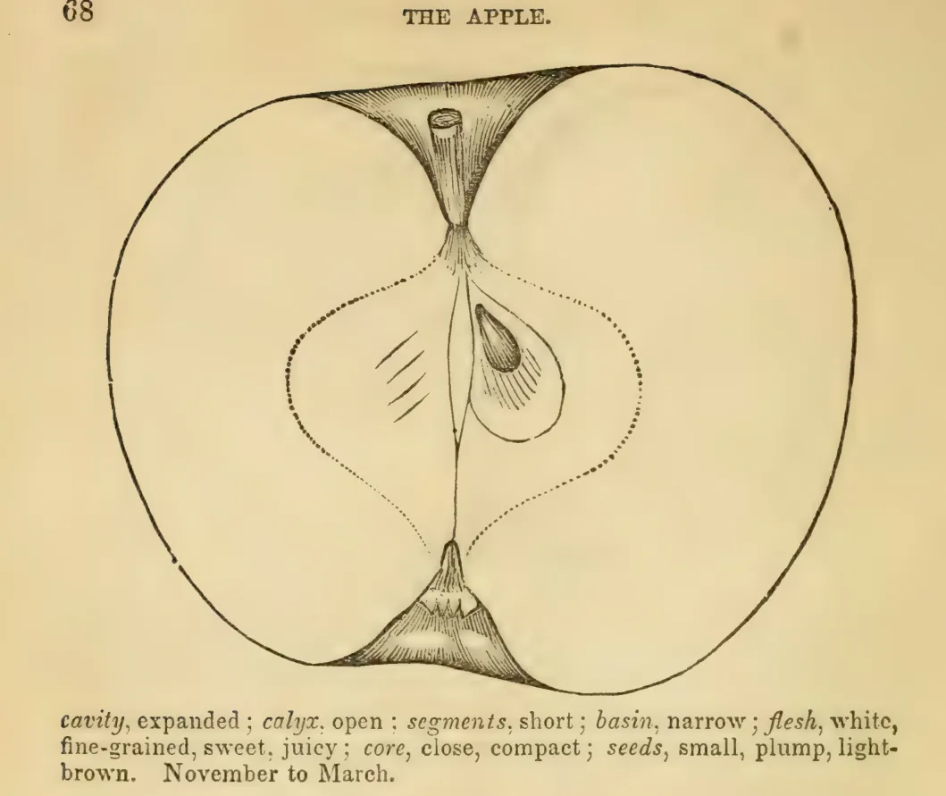 Illustration from Elliott, The Western Fruit Book (1865)