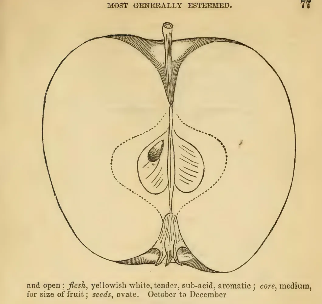 Illustration from Elliott, The Western Fruit Book (1865)