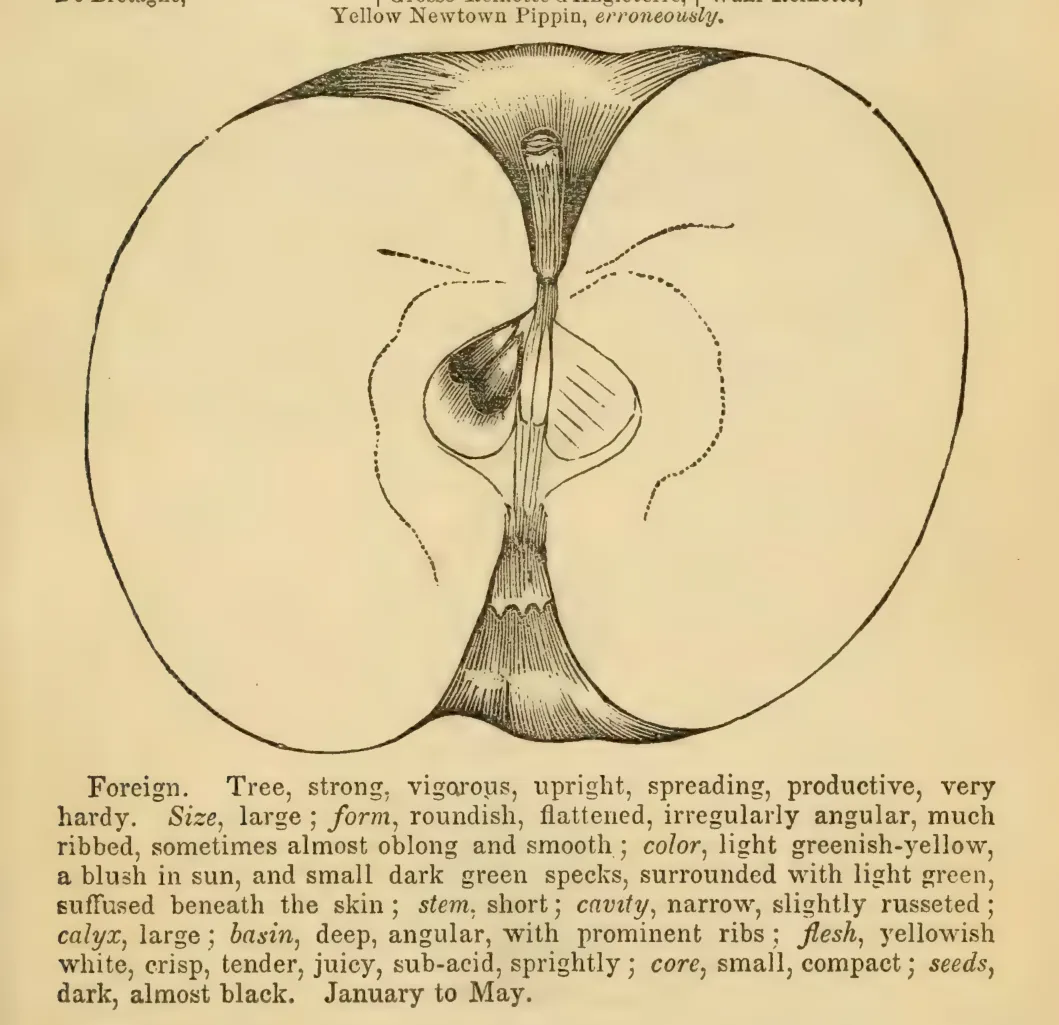 Illustration from Elliott, The Western Fruit Book (1865)
