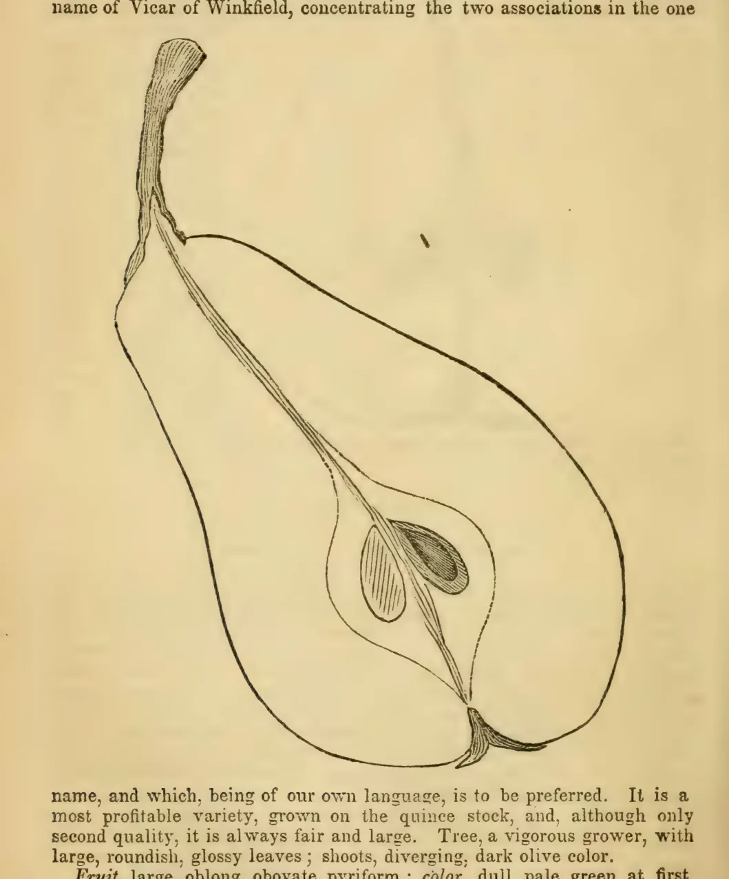Illustration from Elliott, The Western Fruit Book (1865)