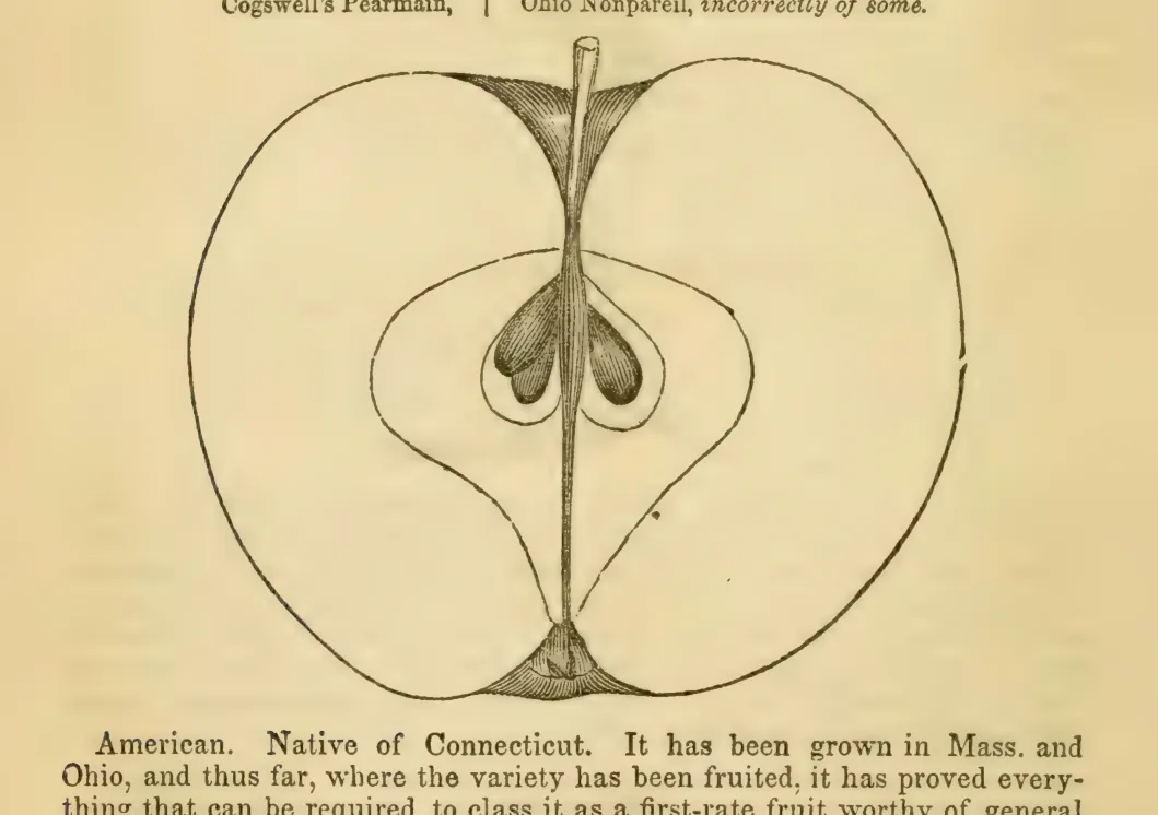 Illustration from Elliott, The Western Fruit Book (1865)