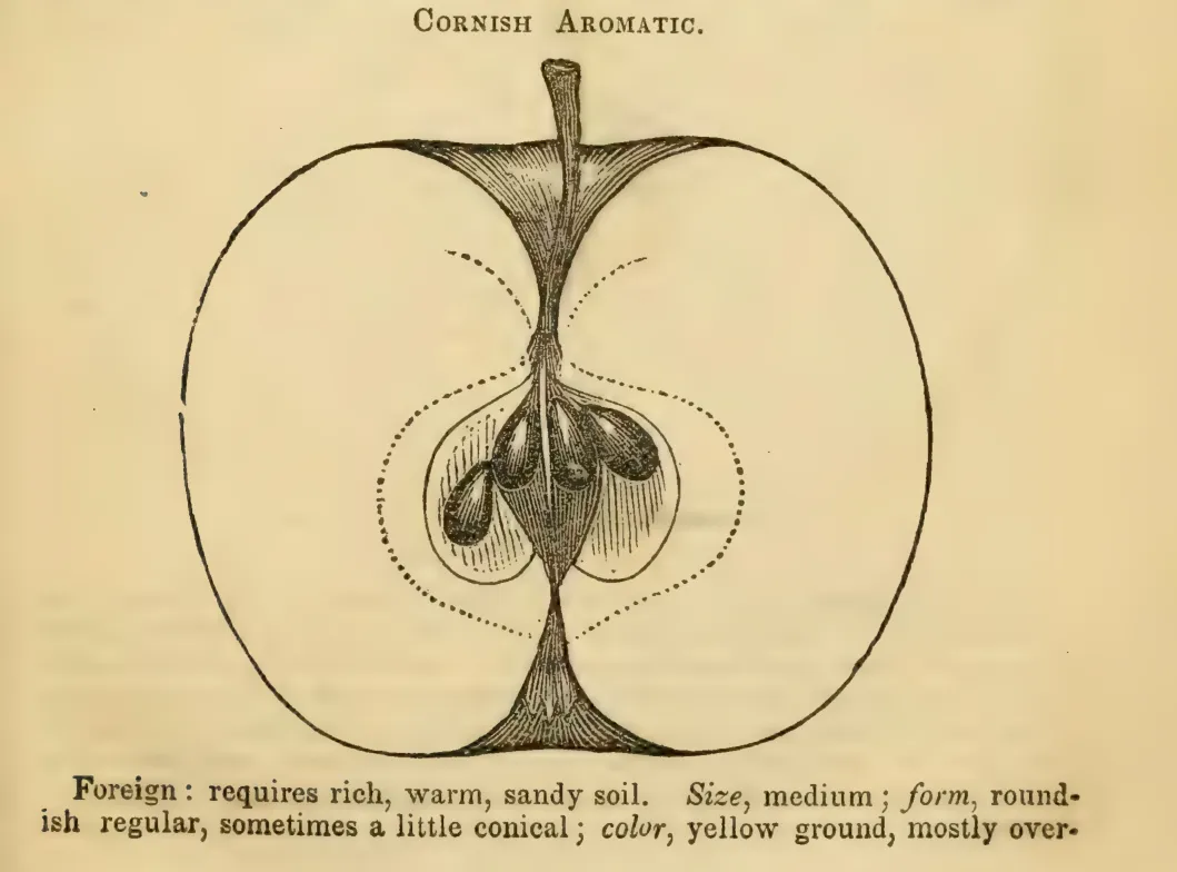 Illustration from Elliott, The Western Fruit Book (1865)
