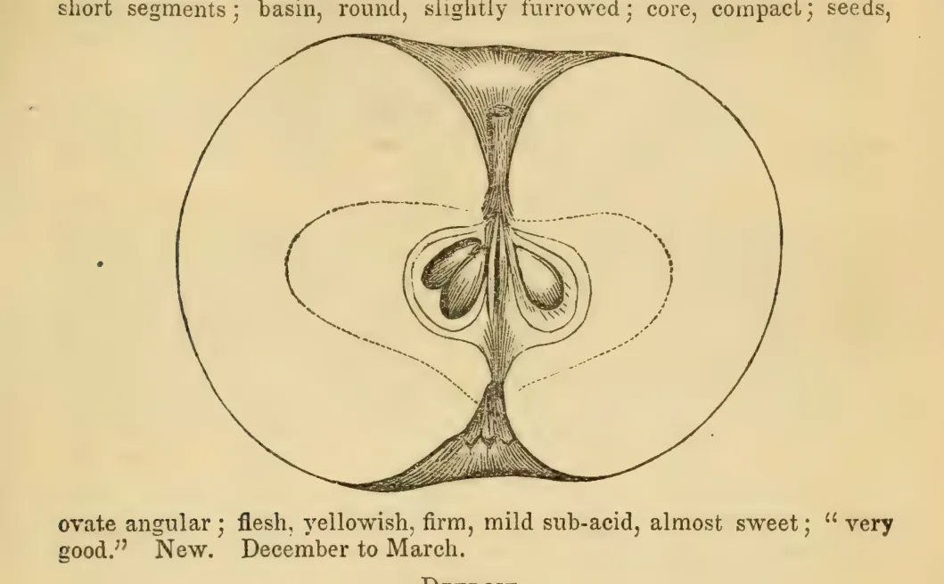 Illustration from Elliott, The Western Fruit Book (1865)