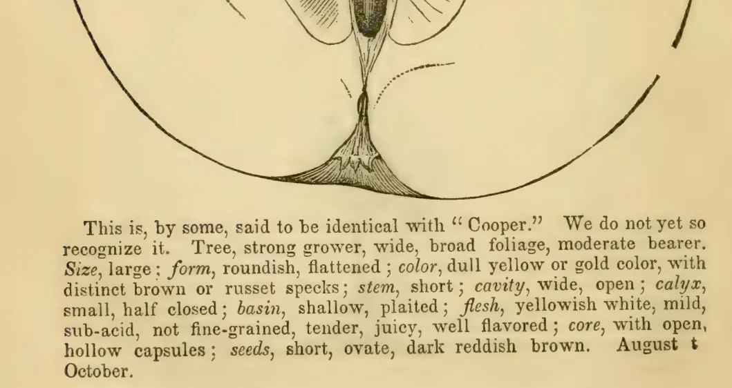 Illustration from Elliott, The Western Fruit Book (1865)