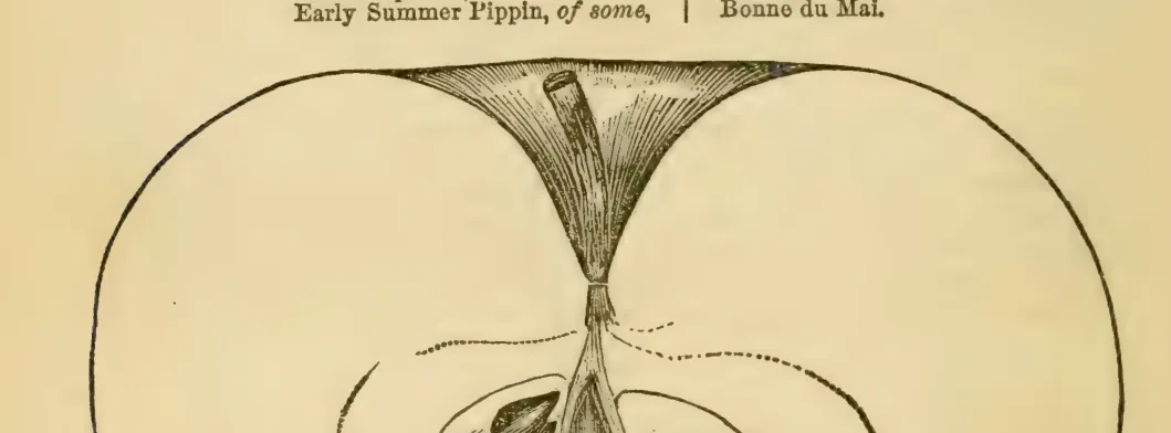 Illustration from Elliott, The Western Fruit Book (1865)