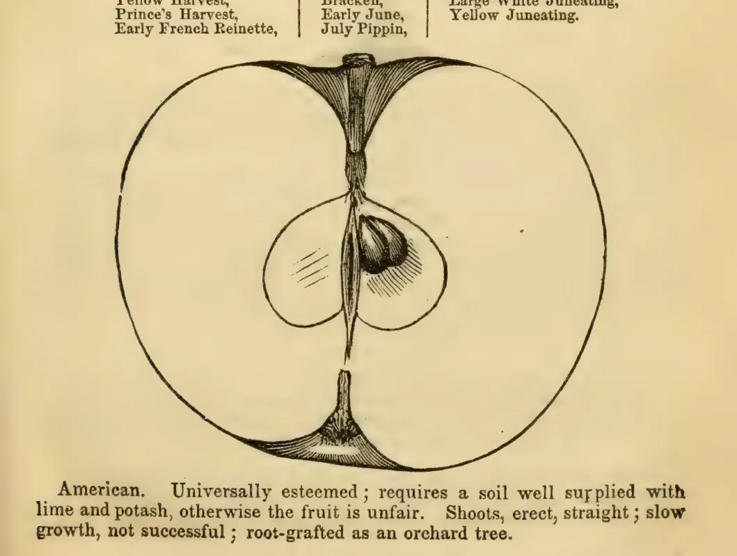 Illustration from Elliott, The Western Fruit Book (1865)