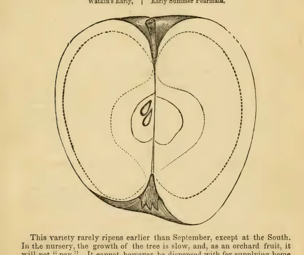 Illustration from Elliott, The Western Fruit Book (1865)