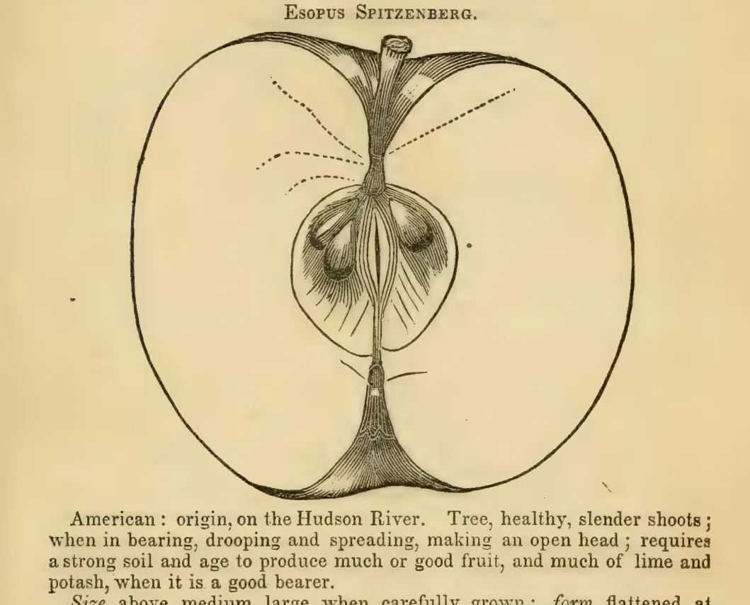 Illustration from Elliott, The Western Fruit Book (1865)