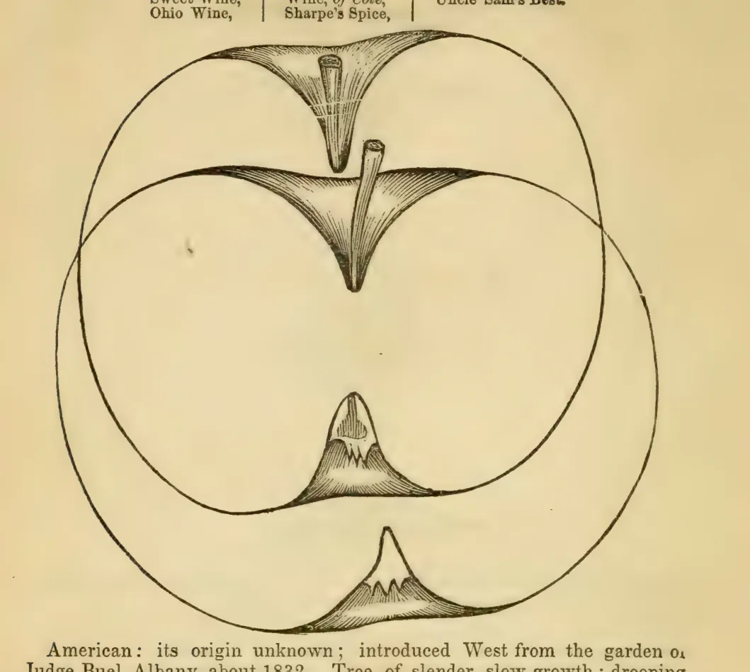 Illustration from Elliott, The Western Fruit Book (1865)