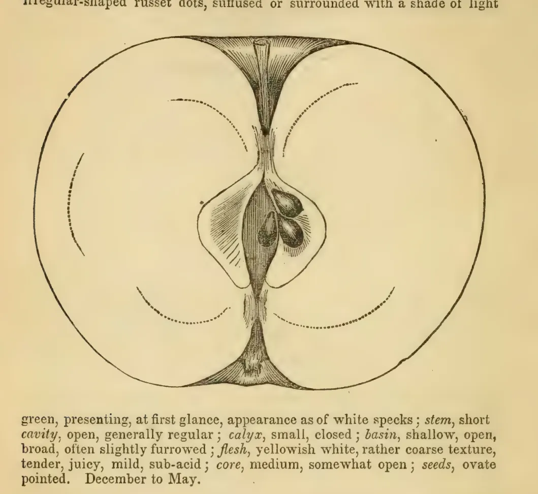 Illustration from Elliott, The Western Fruit Book (1865)