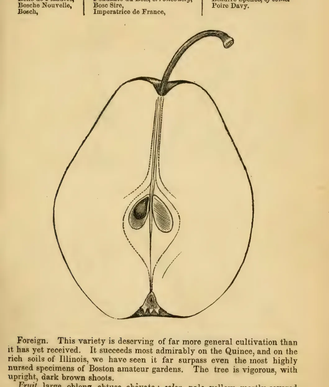 Illustration from Elliott, The Western Fruit Book (1865)