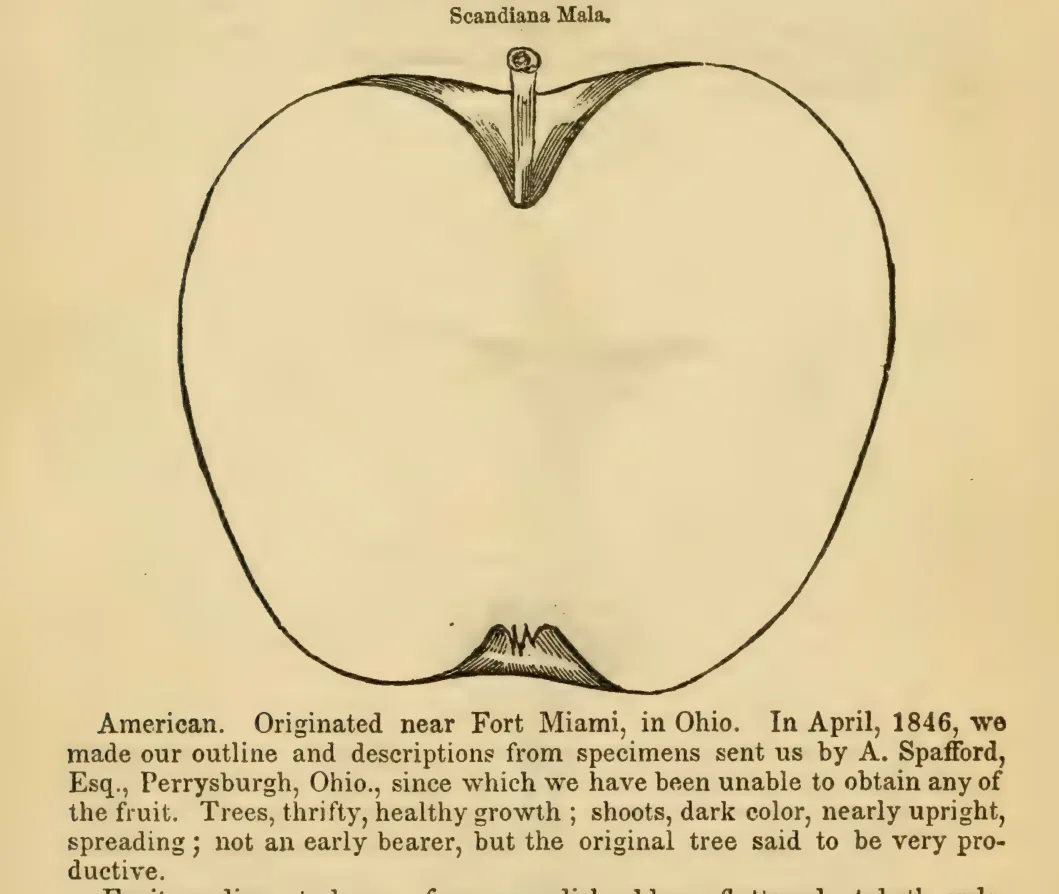 Illustration from Elliott, The Western Fruit Book (1865)