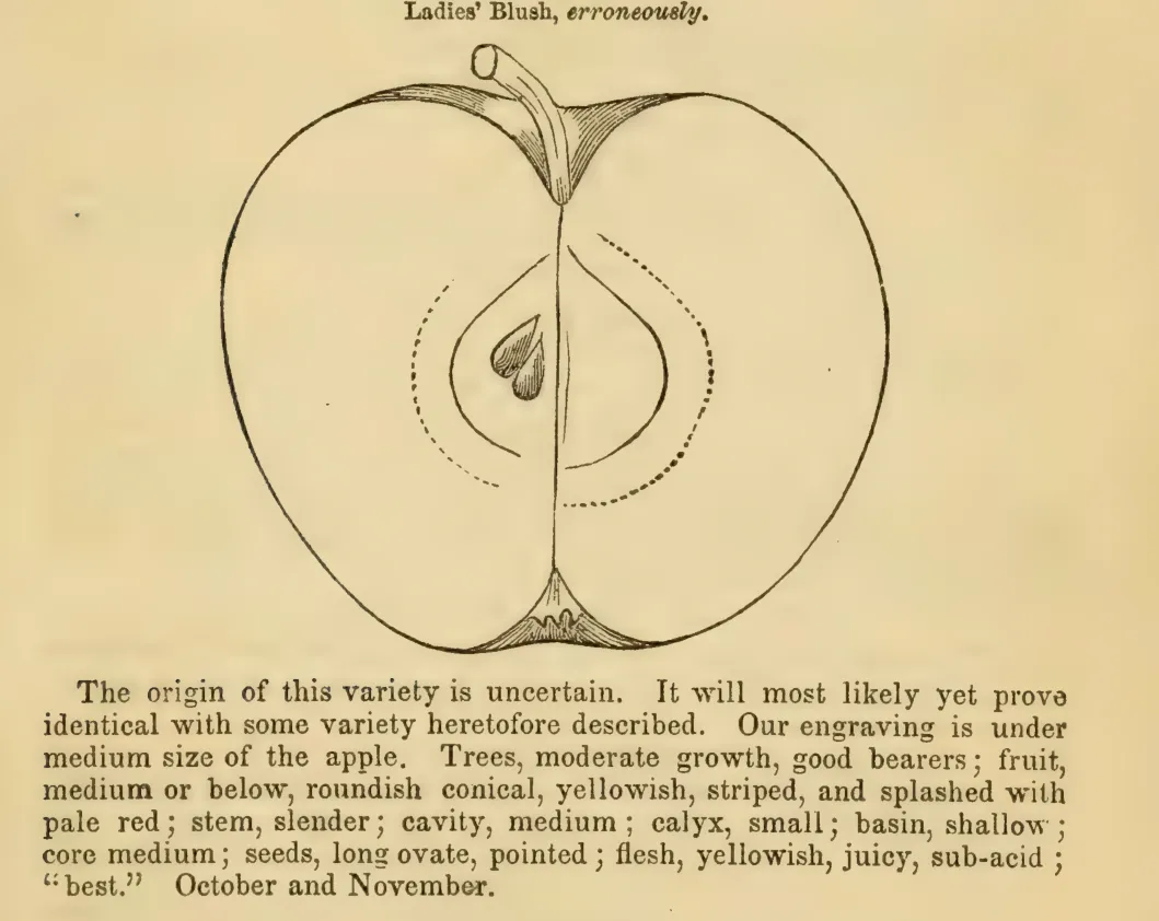 Illustration of Gabriel