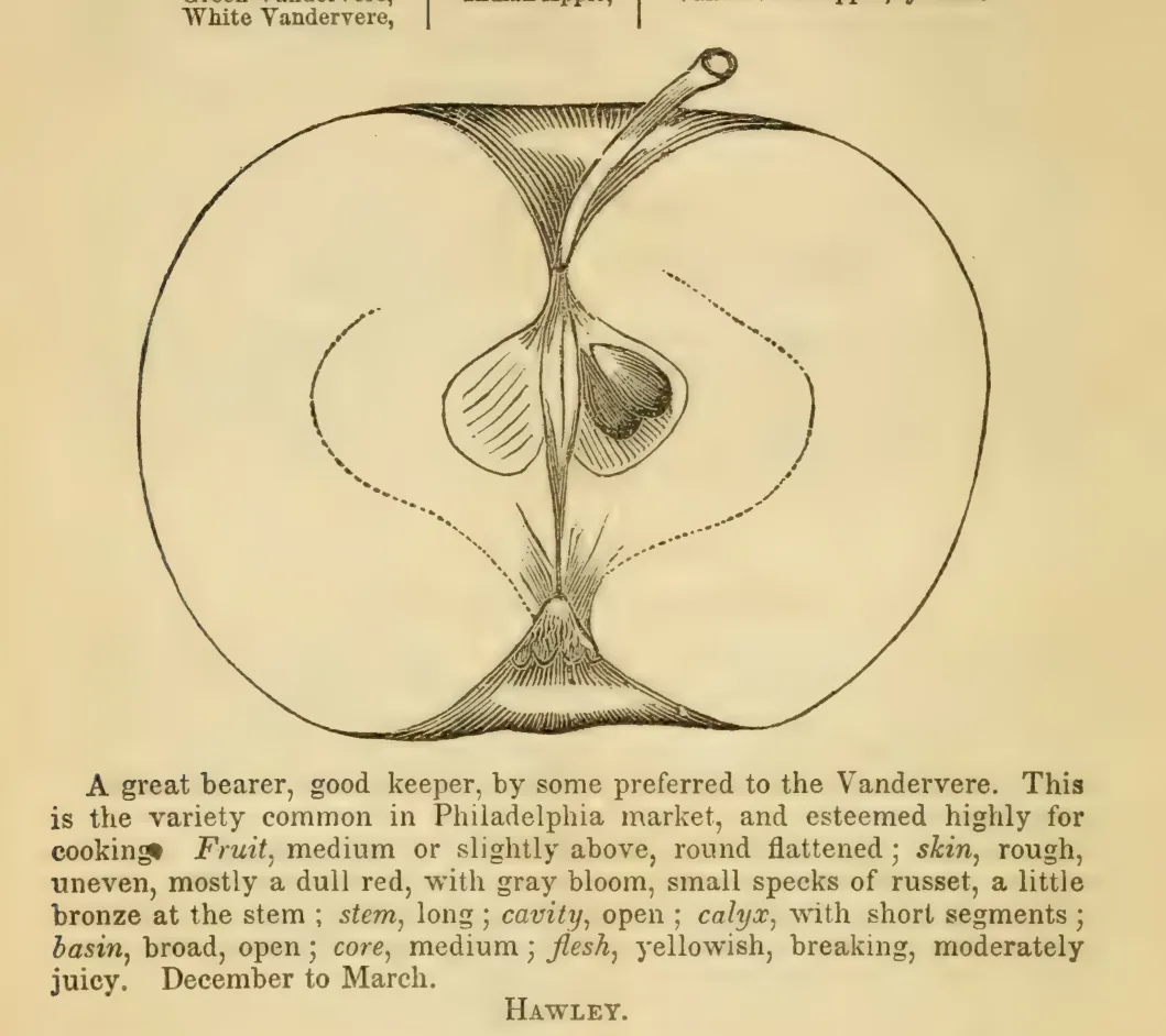 Illustration of Gray Vandervere